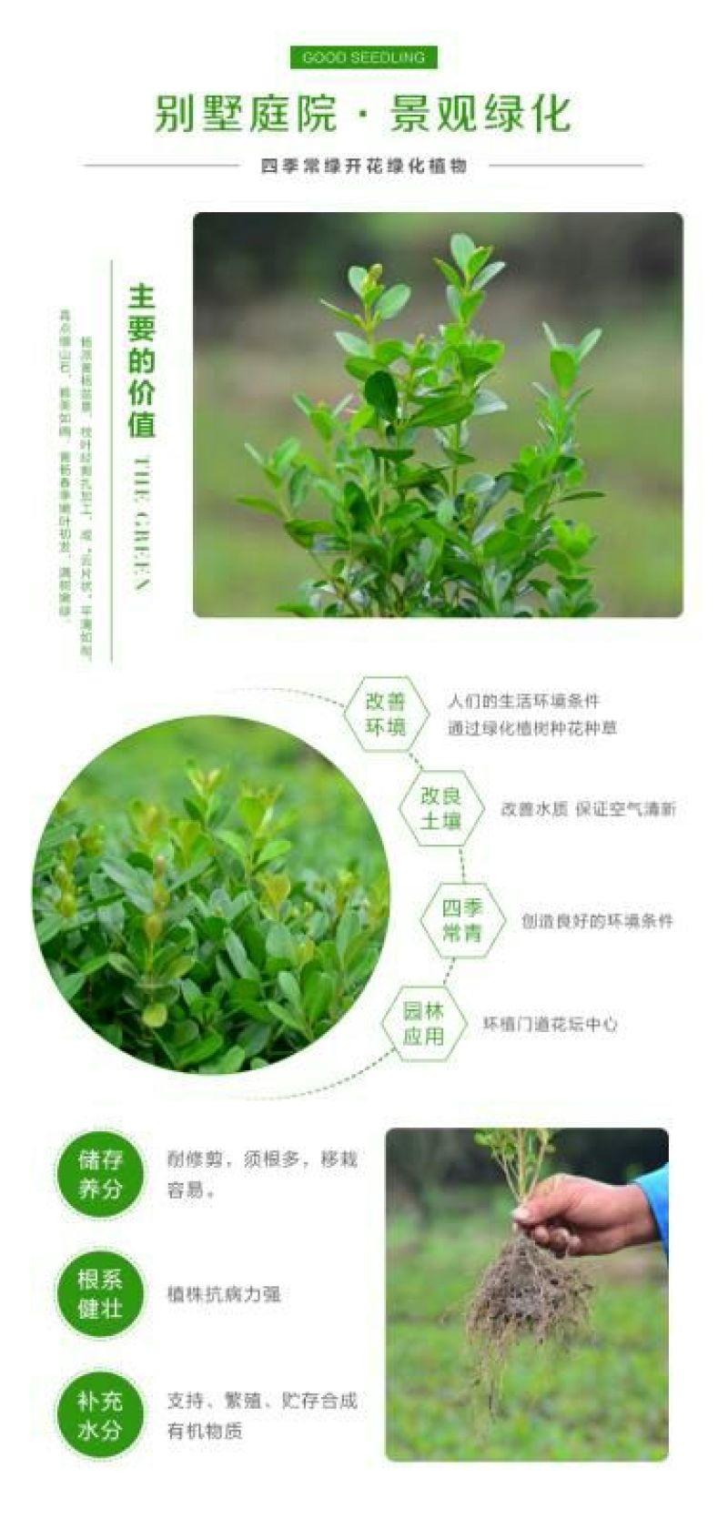 黄杨苗10cm以下