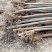 栾树大量有货量大6~8cm6~8cm2.5~3米