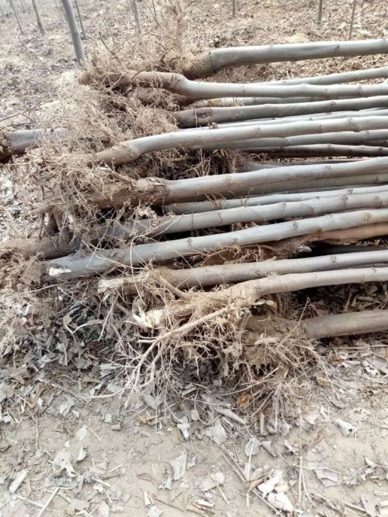栾树大量有货量大6~8cm6~8cm2.5~3米