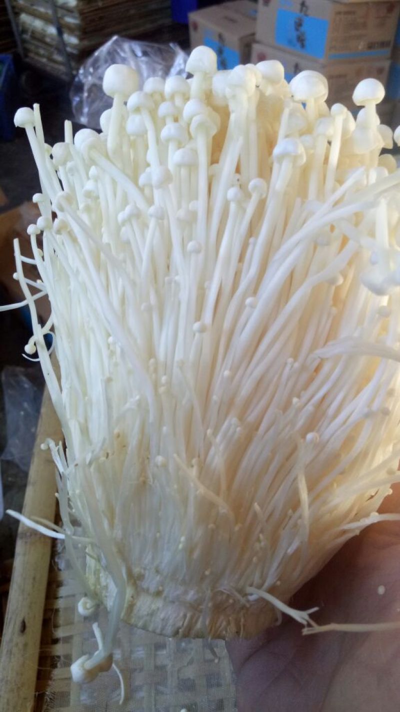 金针菇干货15~20厘米加工用小包装用火锅店酒店食材