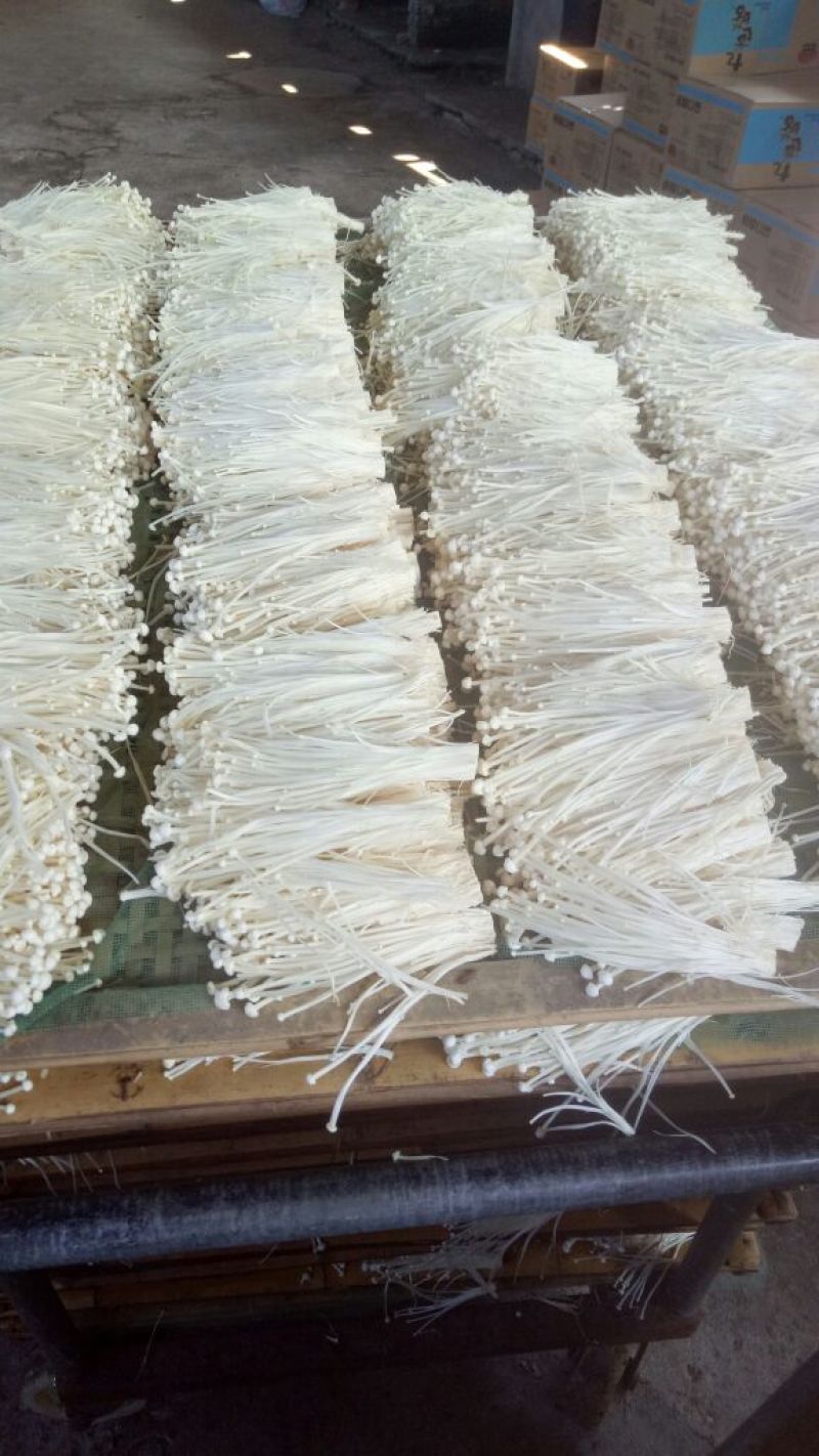 金针菇干货15~20厘米加工用小包装用火锅店酒店食材