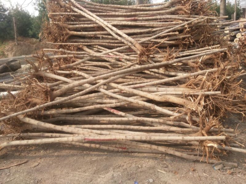 五角枫261~300cm