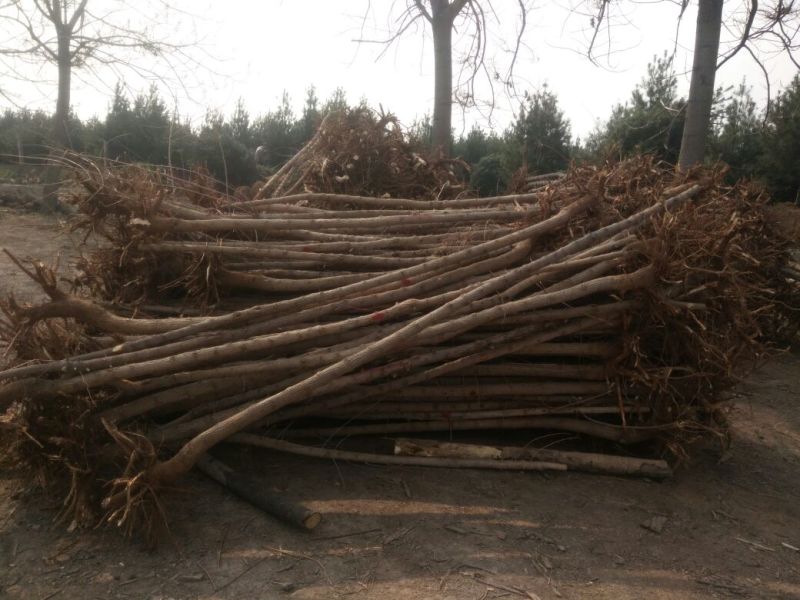 五角枫261~300cm