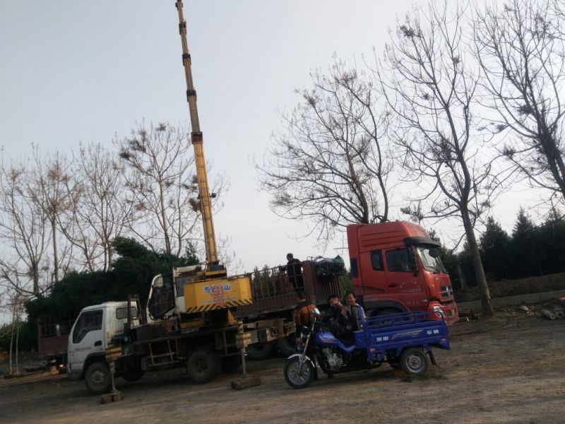 五角枫261~300cm
