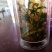 蒲公英3~6cm