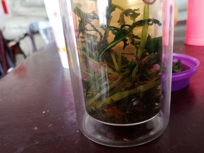 蒲公英3~6cm