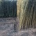 竹子1~2m