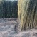 竹子1~2m
