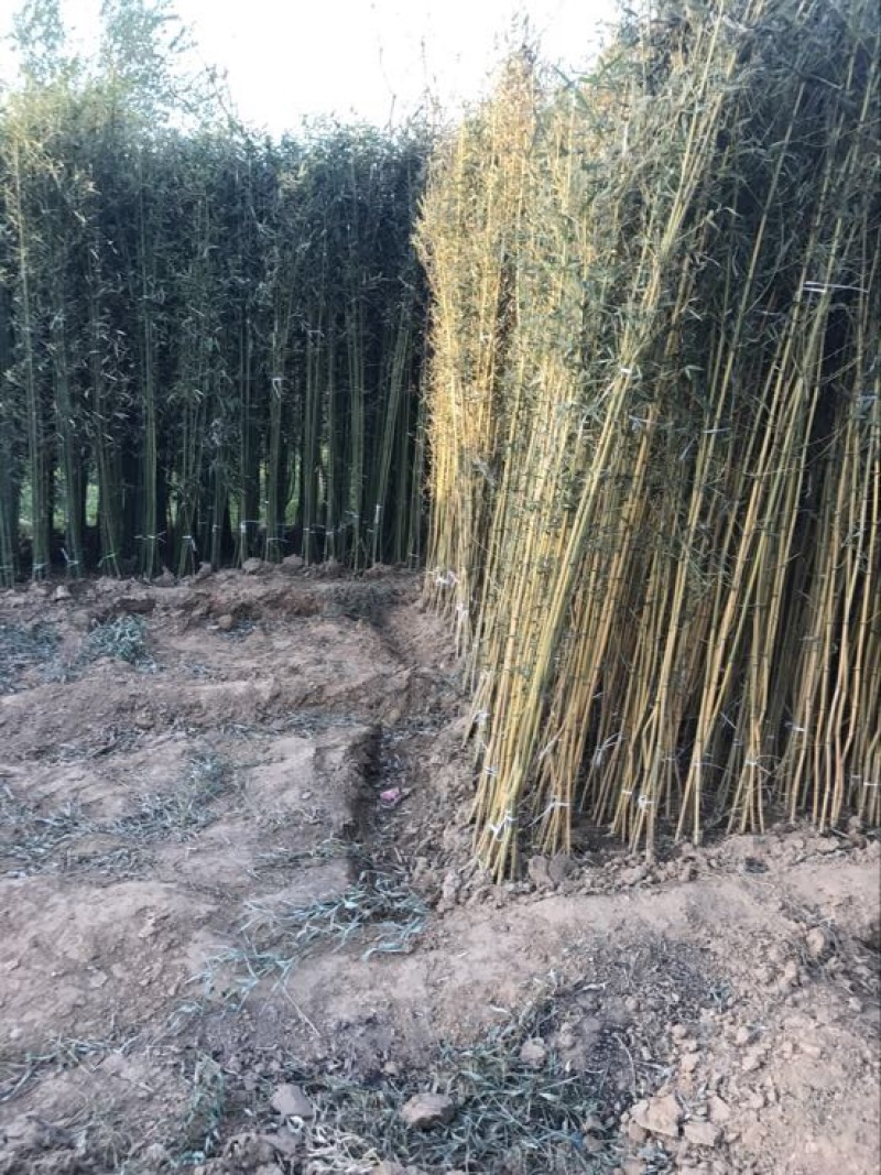 竹子1~2m