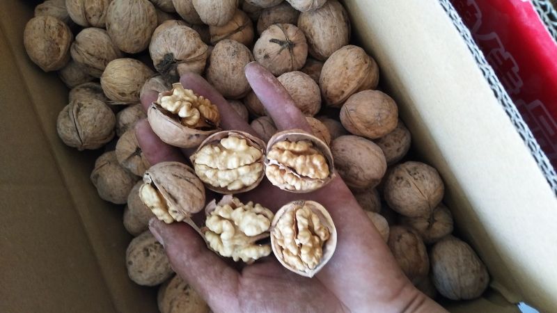 新疆185核桃新货185纸皮核桃