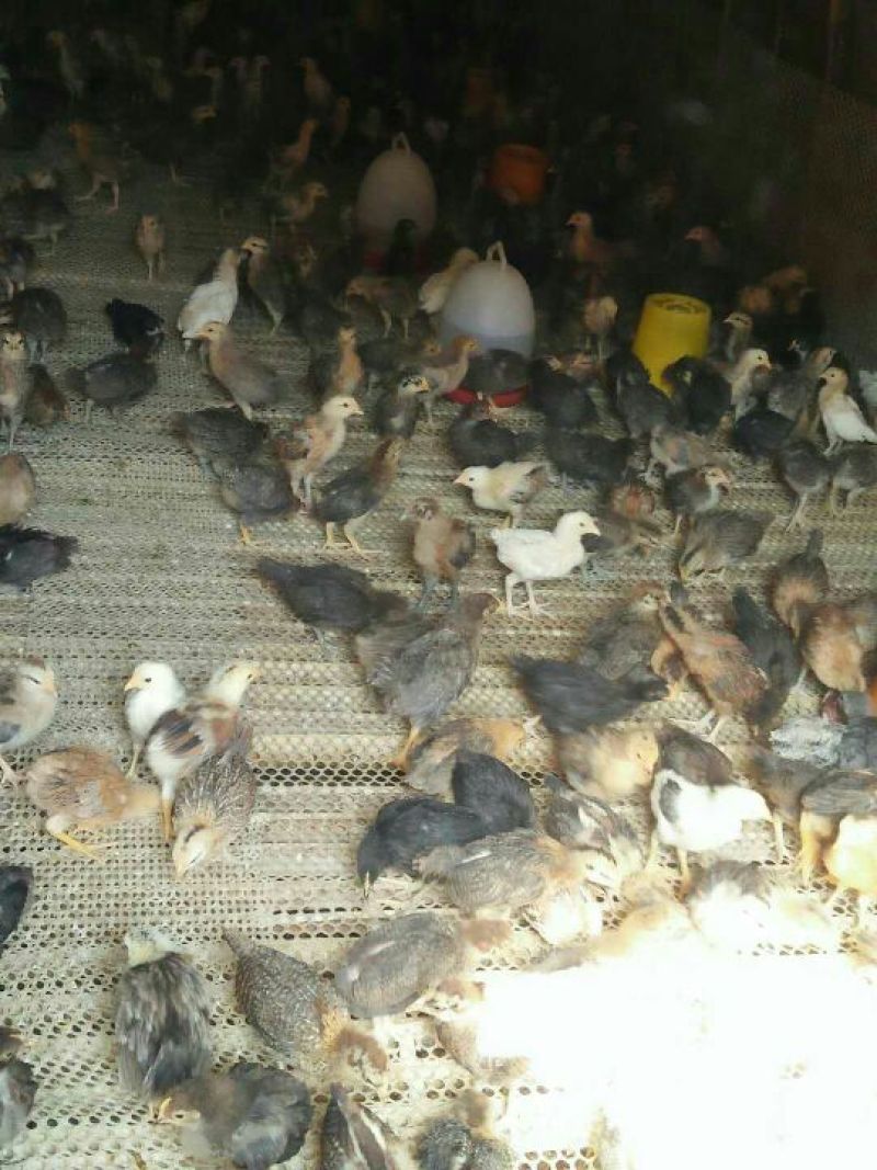 柴鸡苗脱温苗500克以下通货