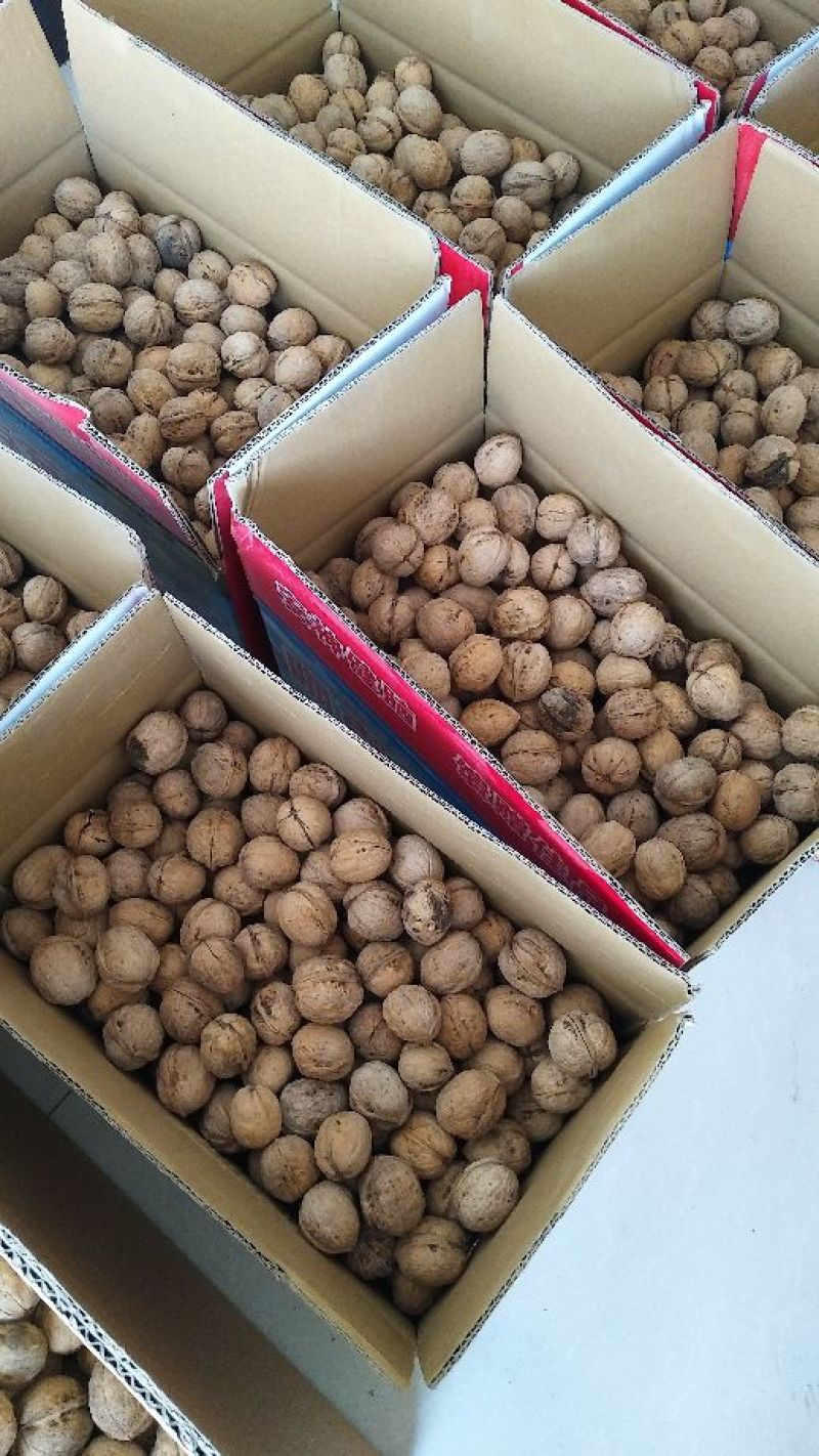 新疆185纸皮核桃5斤包邮