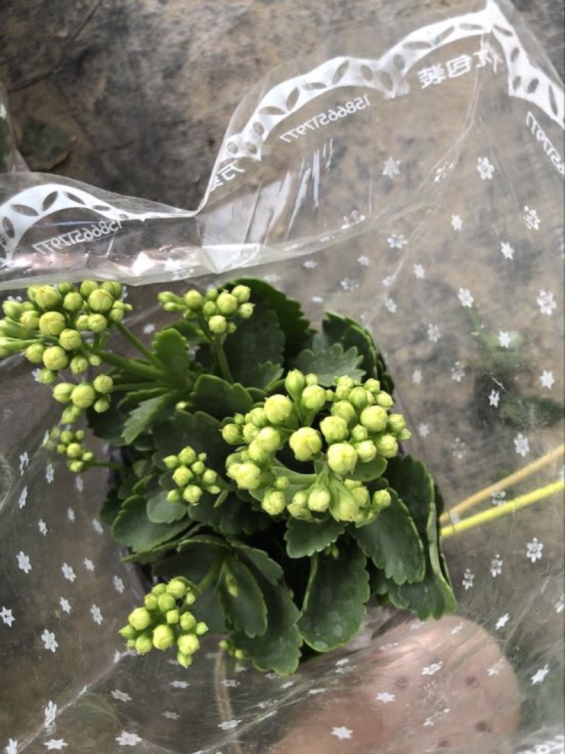 长寿花