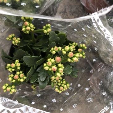长寿花