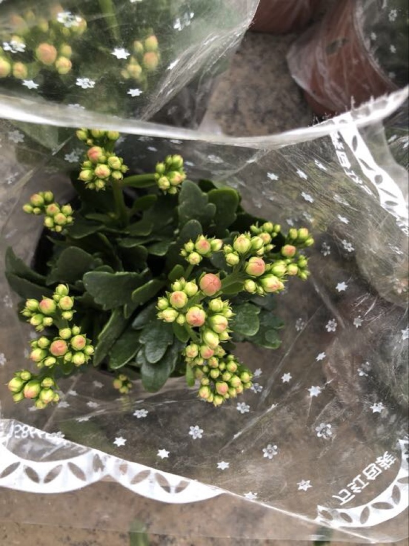 长寿花