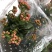 长寿花