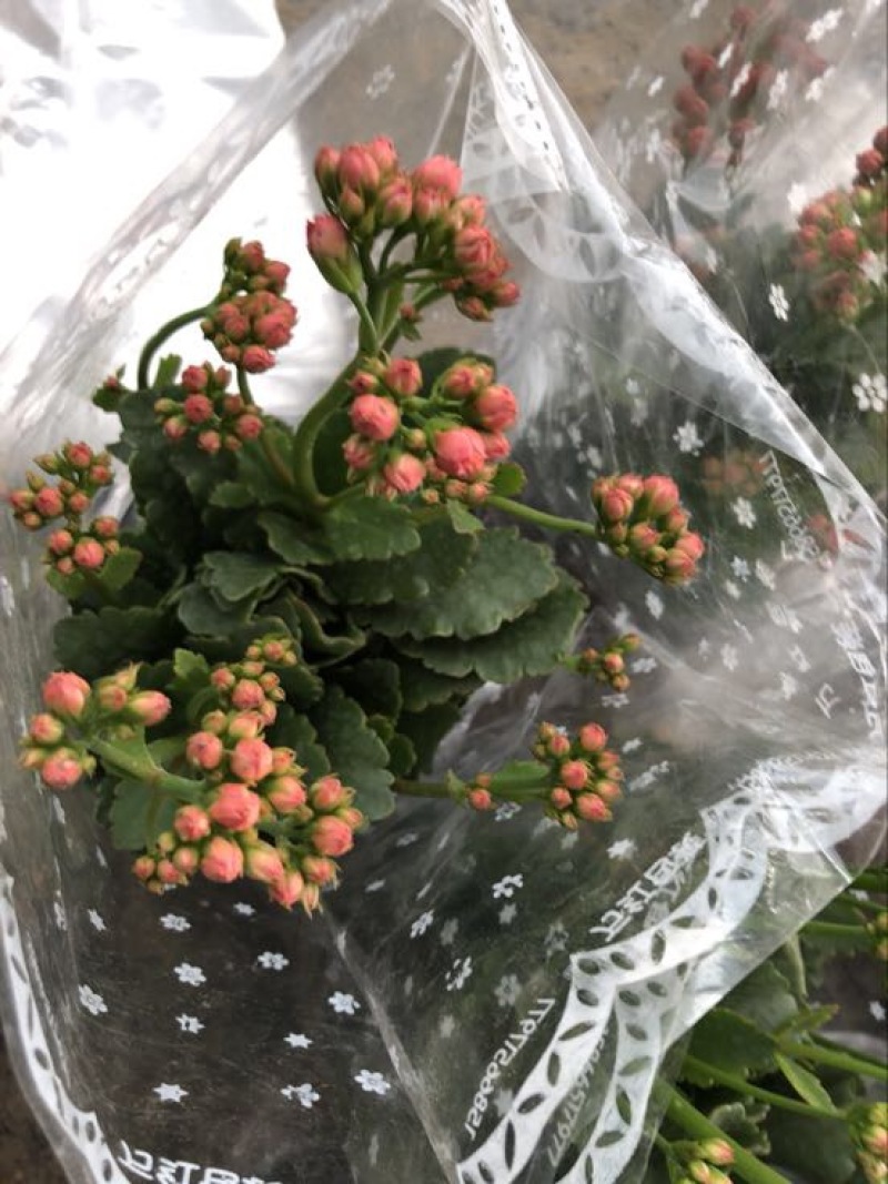 长寿花