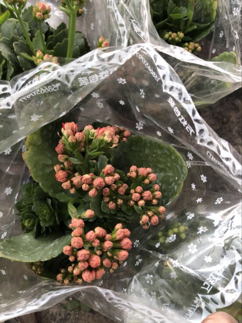 长寿花