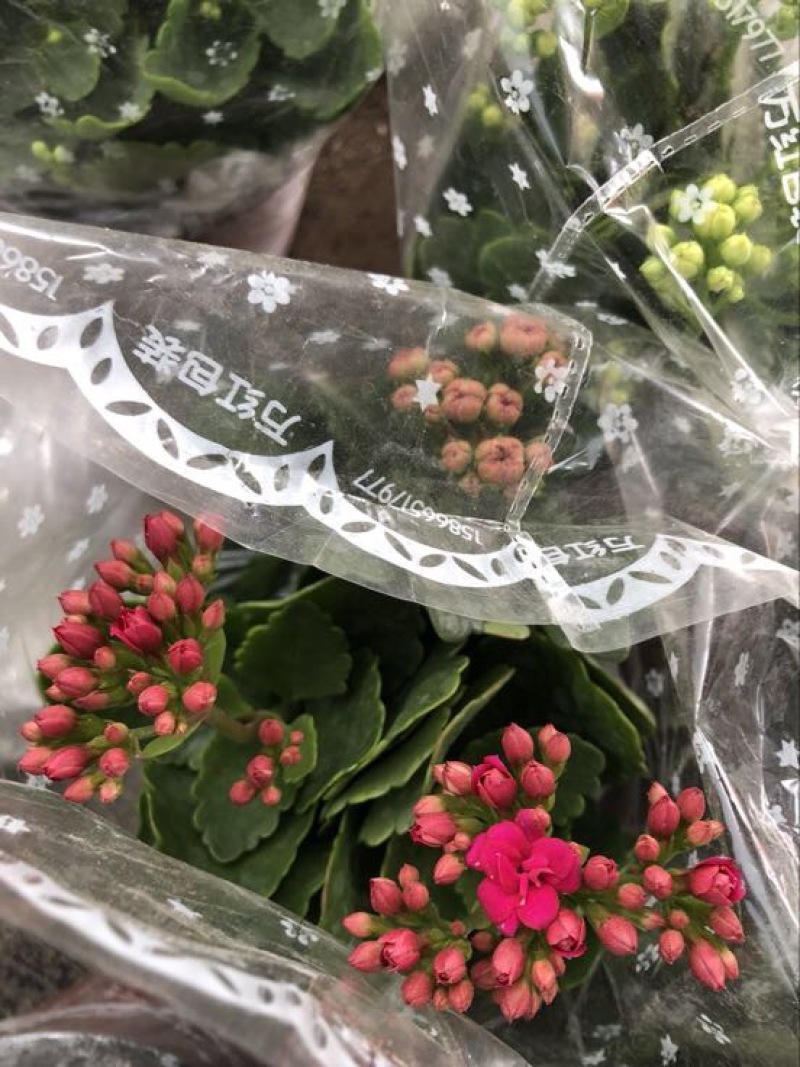 长寿花