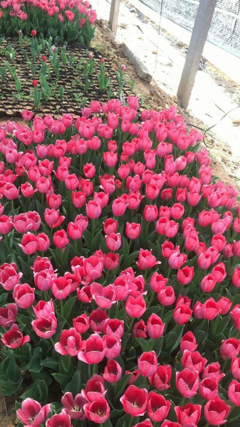 郁金香10~20cm