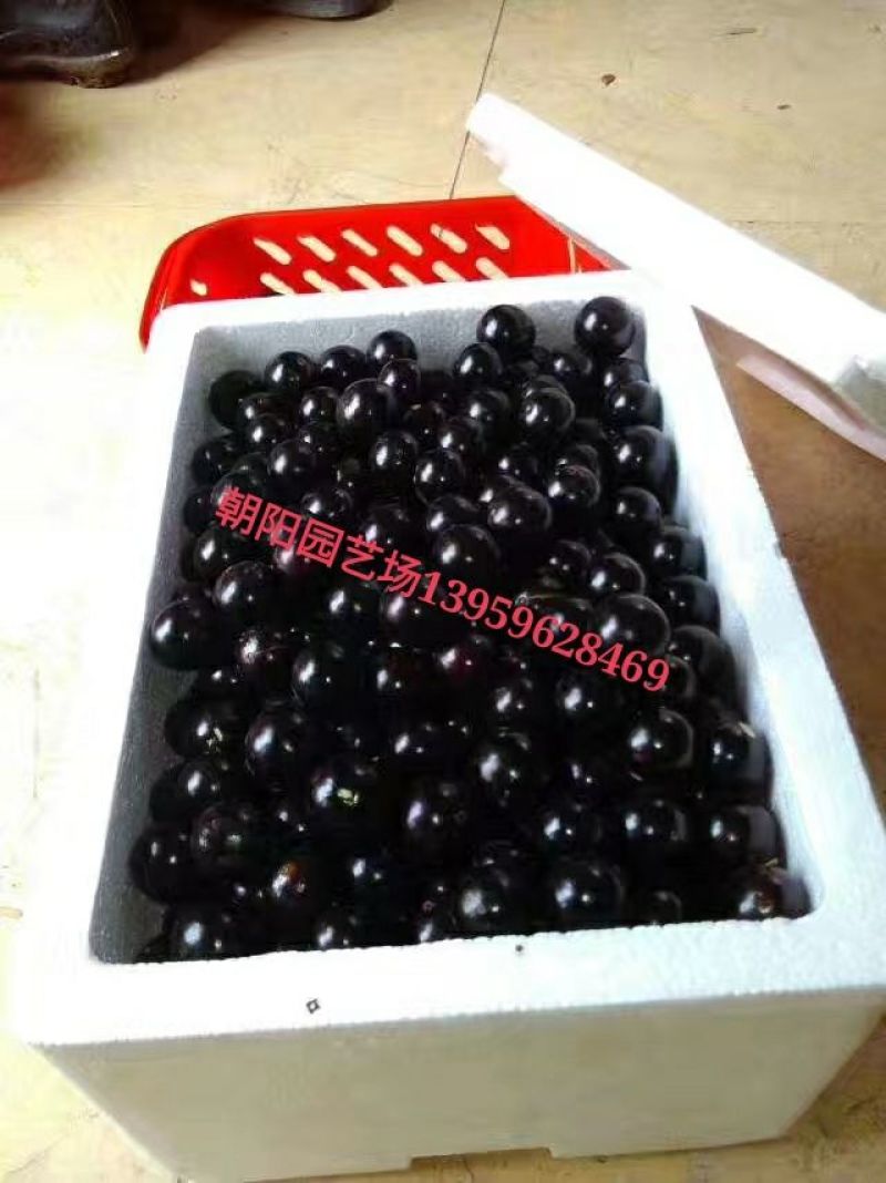 嘉宝果10~12g