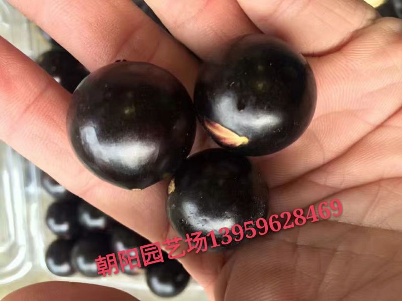 嘉宝果10~12g