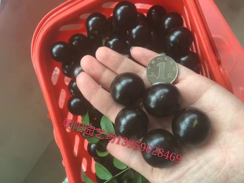 嘉宝果10~12g