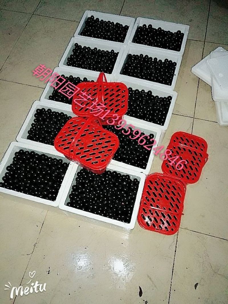 嘉宝果10~12g