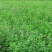 紫花苜蓿种子5斤/亩净籽包邮