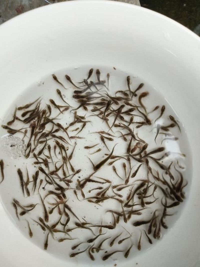 泥鳅鱼苗人工养殖3~5cm