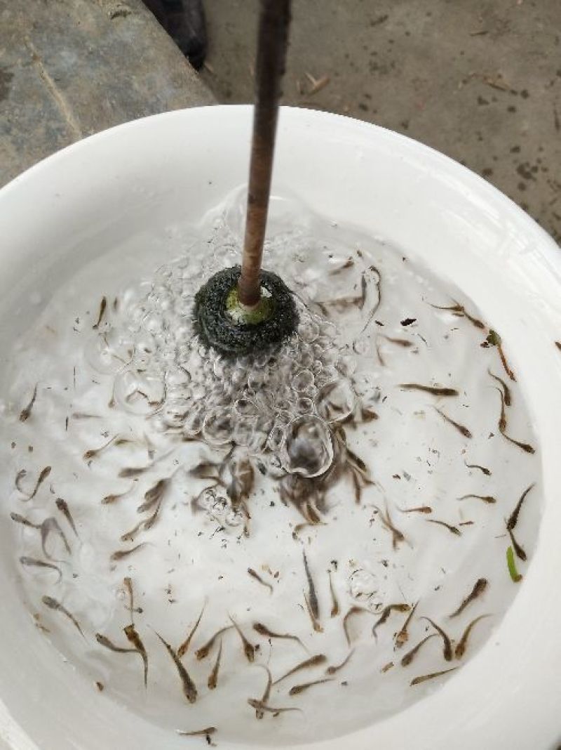 泥鳅鱼苗人工养殖3~5cm