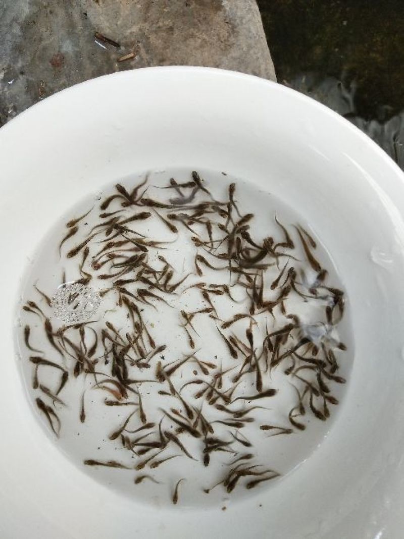 泥鳅鱼苗人工养殖3~5cm