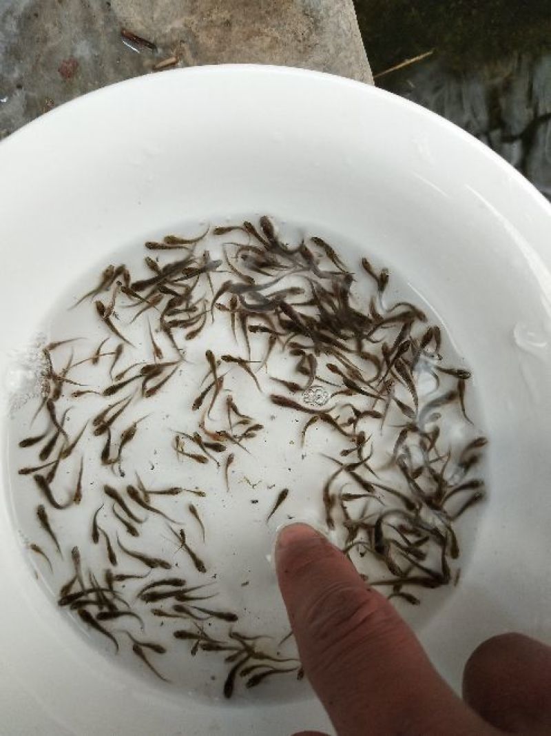 泥鳅鱼苗人工养殖3~5cm