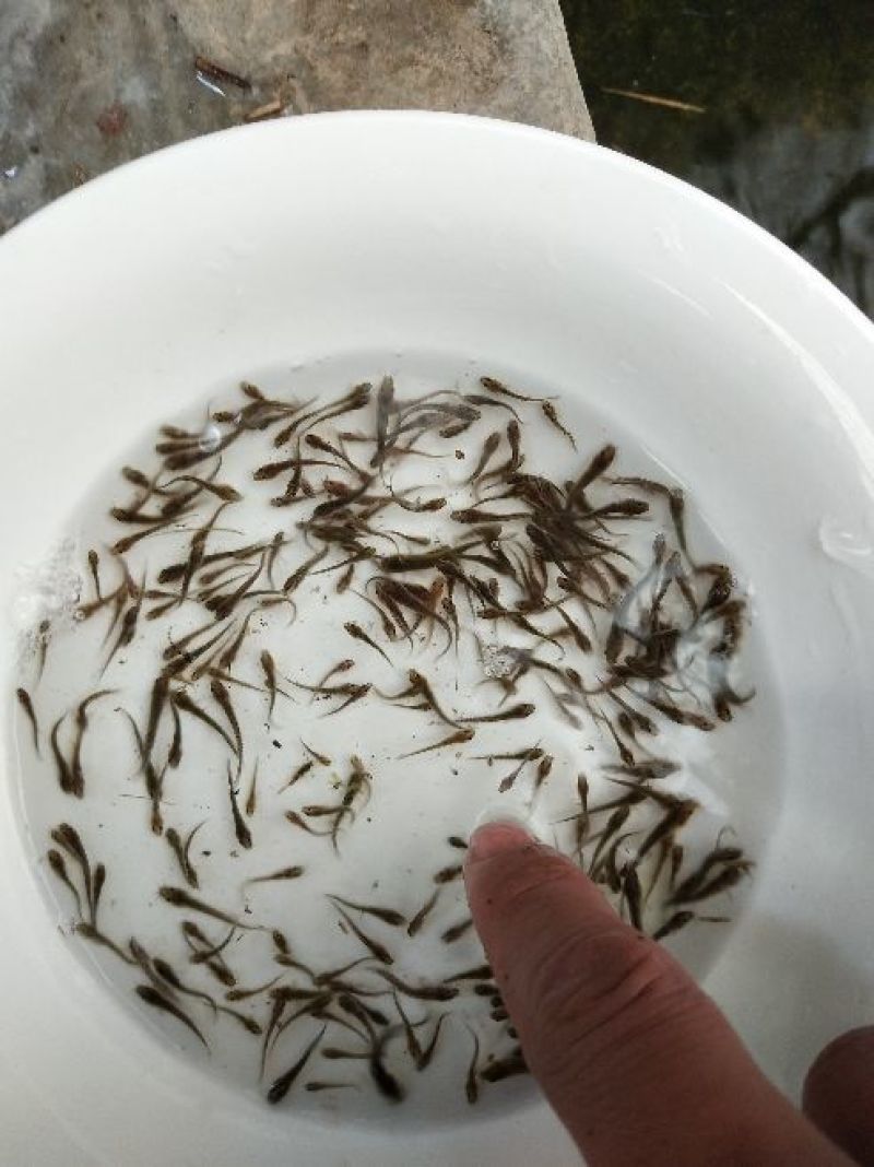 泥鳅鱼苗人工养殖3~5cm