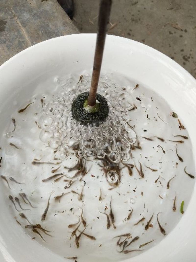 泥鳅鱼苗人工养殖3~5cm