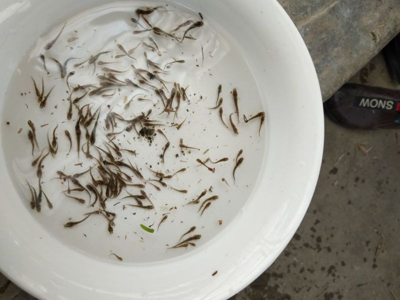 泥鳅鱼苗人工养殖3~5cm