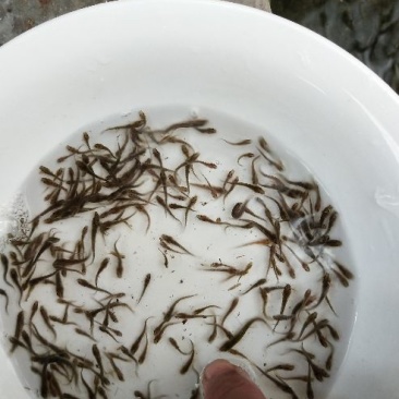 泥鳅鱼苗人工养殖3~5cm