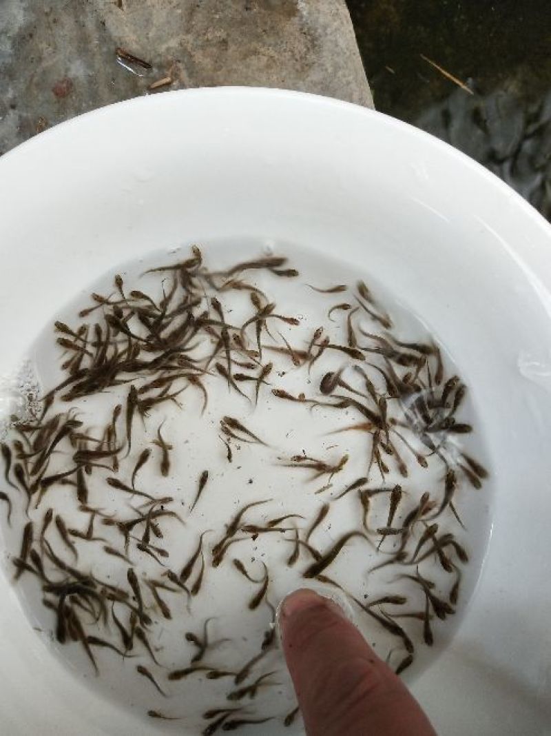 泥鳅鱼苗人工养殖3~5cm