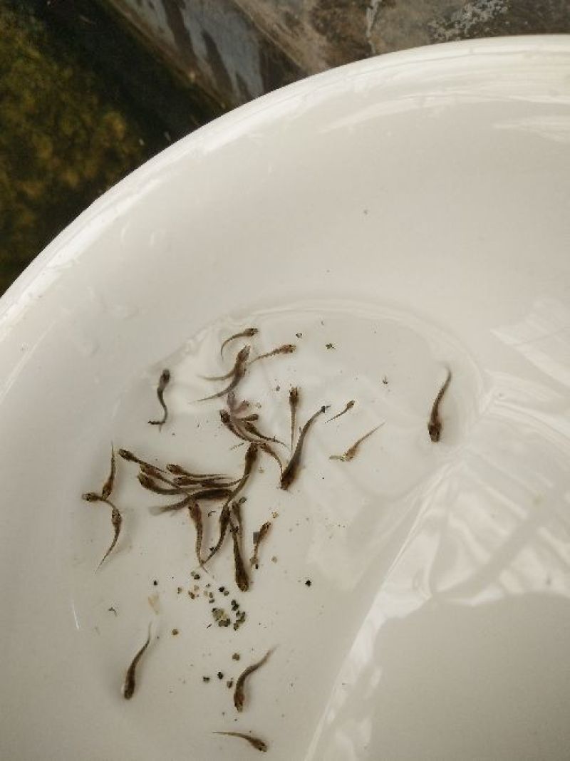 泥鳅鱼苗人工养殖3~5cm