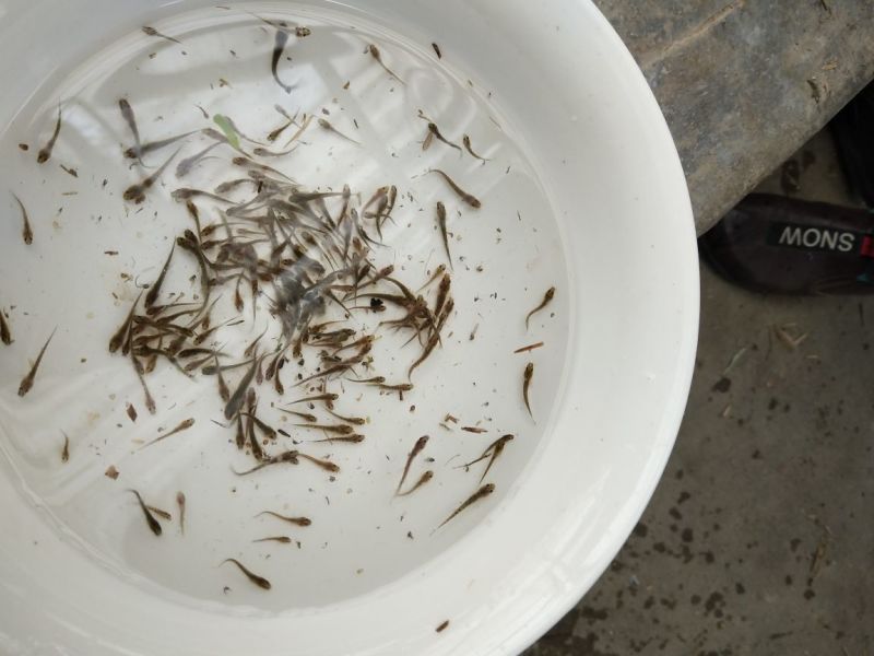 泥鳅鱼苗人工养殖3~5cm