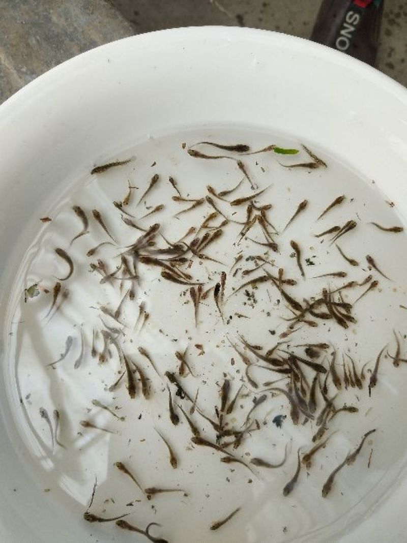 泥鳅鱼苗人工养殖3~5cm