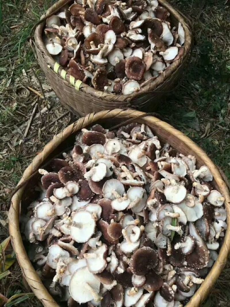 河源特产新货香菇干货薄菇颜色好，大量批发