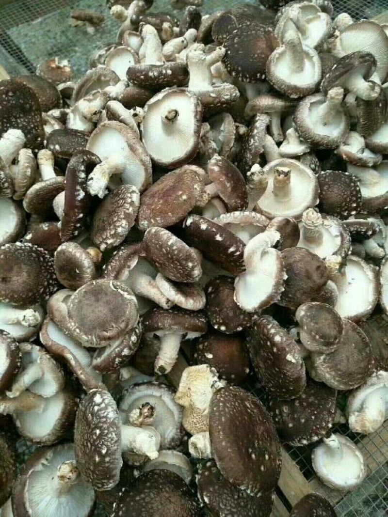 河源特产新货香菇干货薄菇颜色好，大量批发