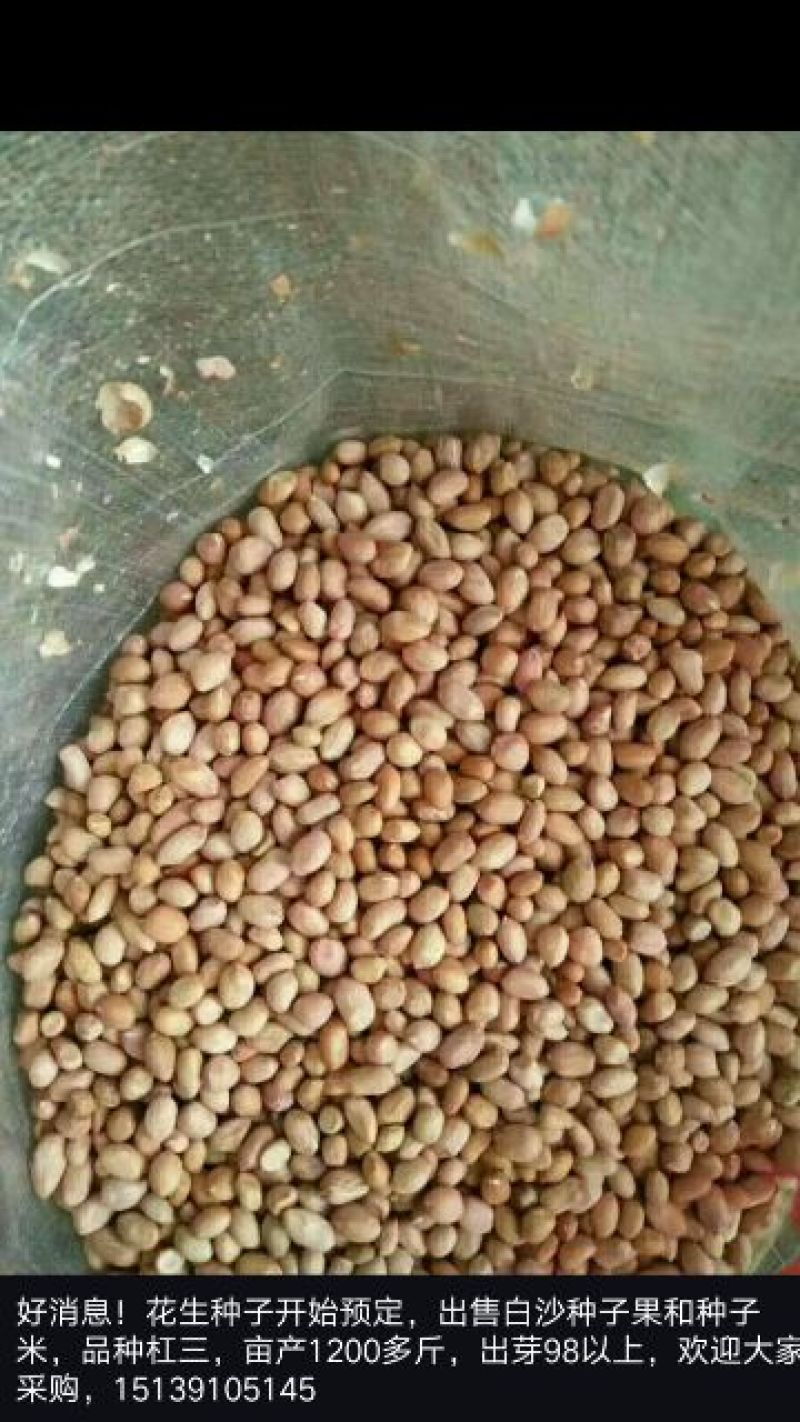 白沙系列花生种子