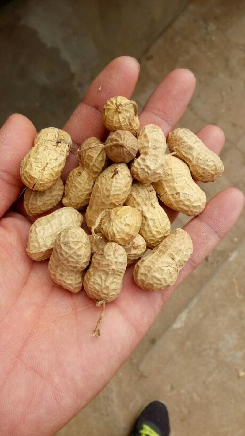 白沙系列花生种子