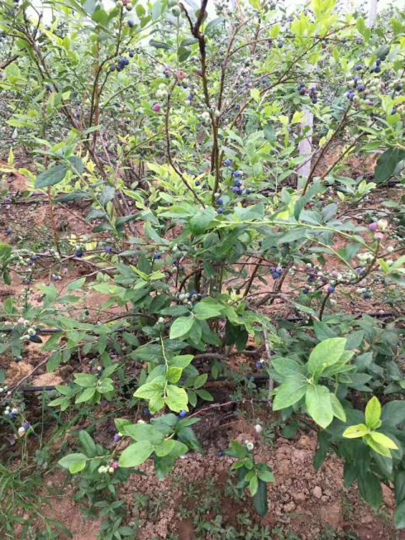 蓝莓苗蓝金蓝莓苗，薄雾蓝莓苗，北陆蓝莓苗
