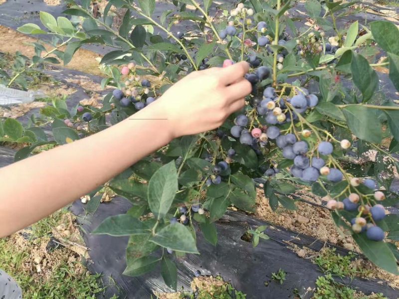 蓝莓苗蓝金蓝莓苗，薄雾蓝莓苗，北陆蓝莓苗