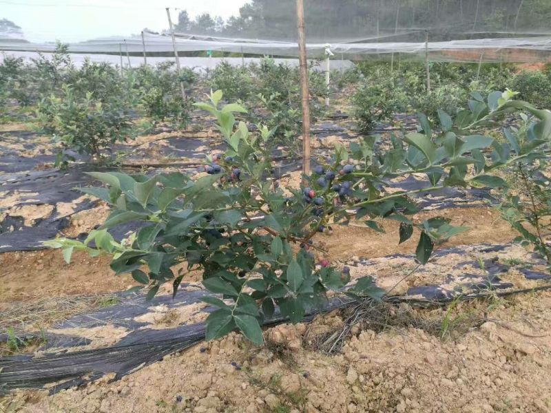 蓝莓苗蓝金蓝莓苗，薄雾蓝莓苗，北陆蓝莓苗