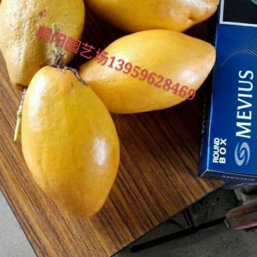 百香果苗木瓜百香果