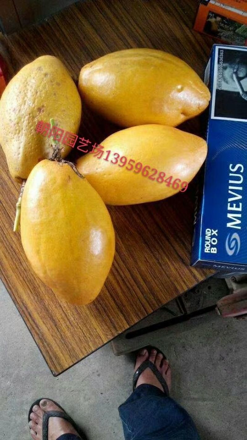 百香果苗木瓜百香果